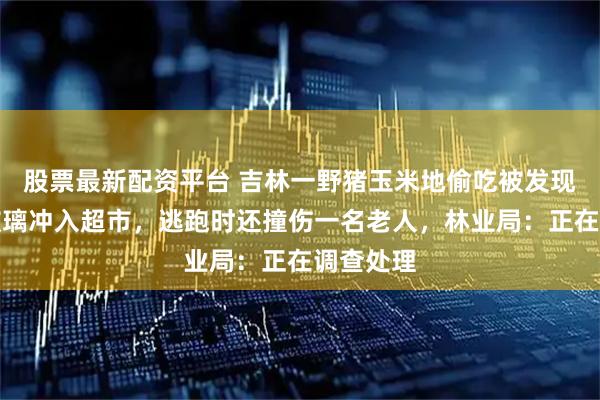 股票最新配资平台 吉林一野猪玉米地偷吃被发现后撞破玻璃冲入超市，逃跑时还撞伤一名老人，林业局：正在调查处理